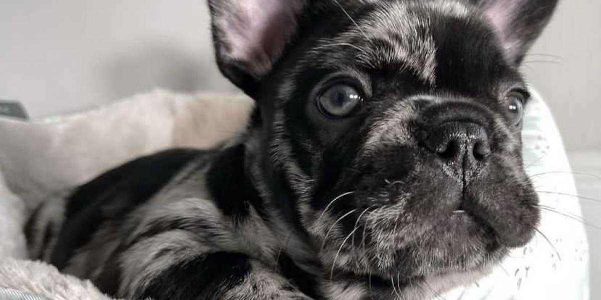 French Bulldog puppies for sale | French Bulldog puppies for sale | Asher