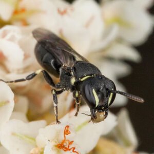 Bees Pest Removal Berwick | Bee Control Service Berwick