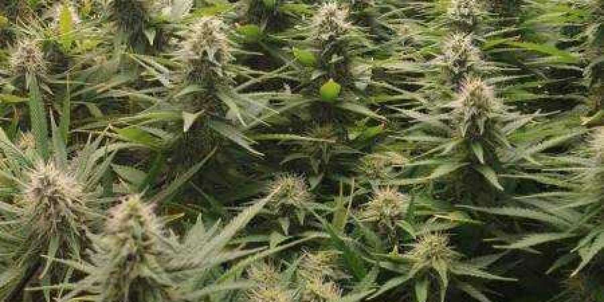 Tap Into the Finest Quality Genetics With Stardawg Strain Seeds