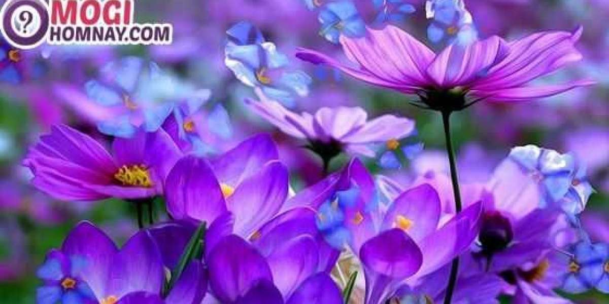 Sổ mơ đánh đề 888 - Điềm báo của giấc mộng thấy hoa màu tím