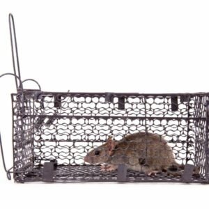 Rat Removal Ringwood | Rat, Rodent Control Ringwood