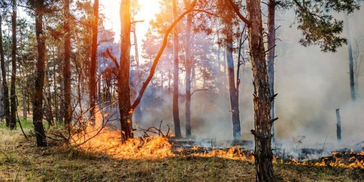 Fire-Smart Landscaping Services: Protecting Your Property from Wildfires