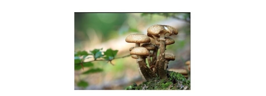 magic mushrooms dispensary shop Cover Image