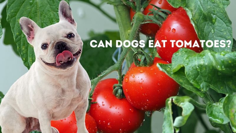 Can Dogs Eat Tomatoes?Benefits And Risk - Doggie Food Items