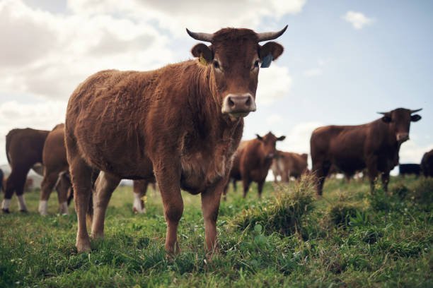 In the Heart of Agriculture: The Essence of Beef Farming - AtoAllinks