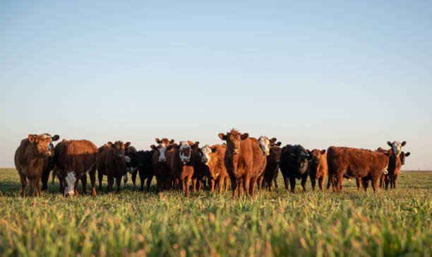 Grass, Grit, and Grazing: the Heart of Cattle Ranching