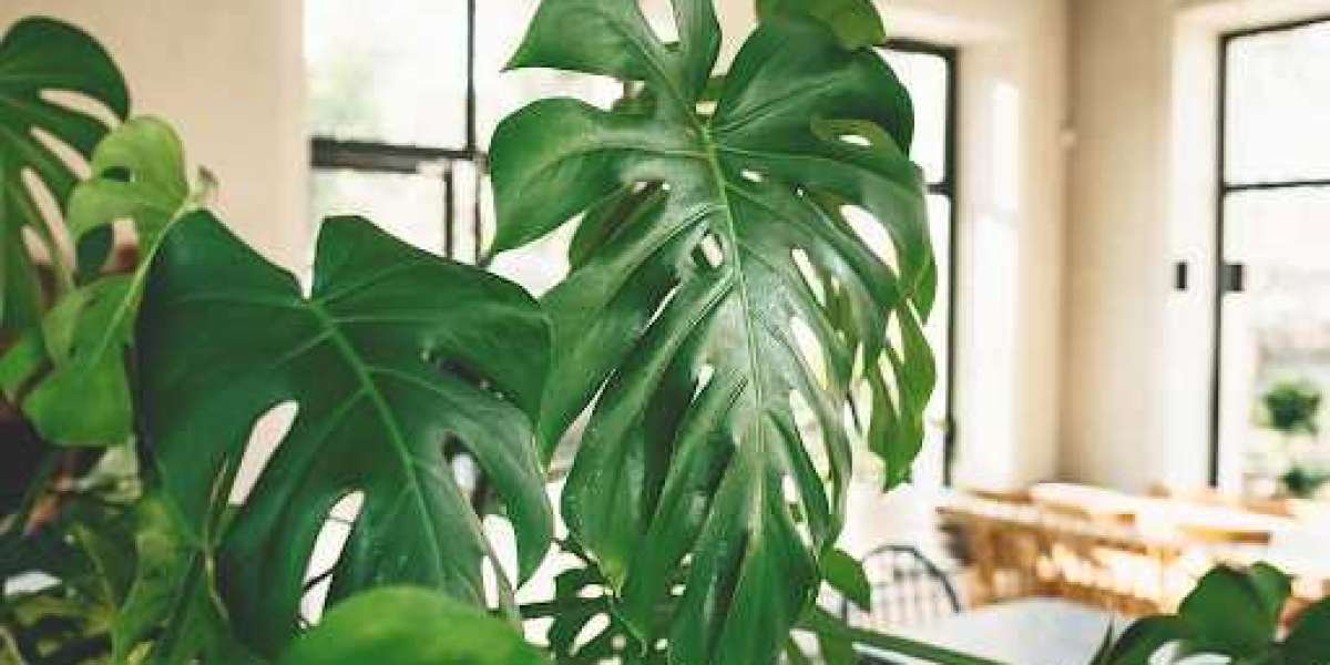 Transform Your Space with Grandeur: The Allure of Large Indoor Plants