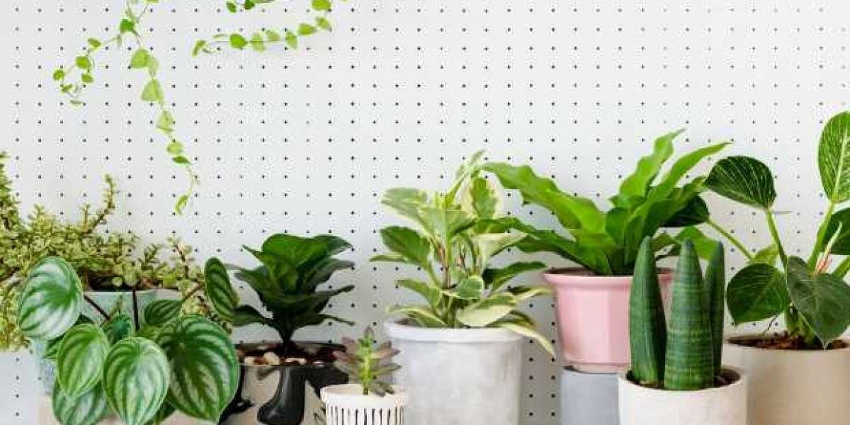 Rooted in Beauty: Tips and Tricks for Plant Shopping at Nurseries