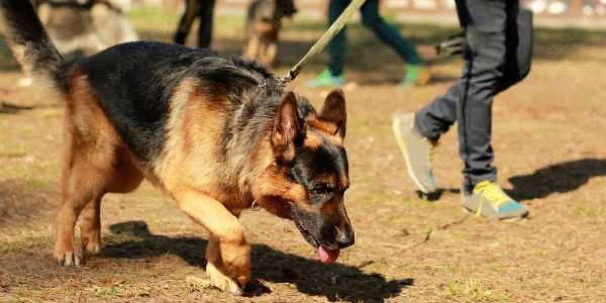Unleashing Icons The Army Dog Center