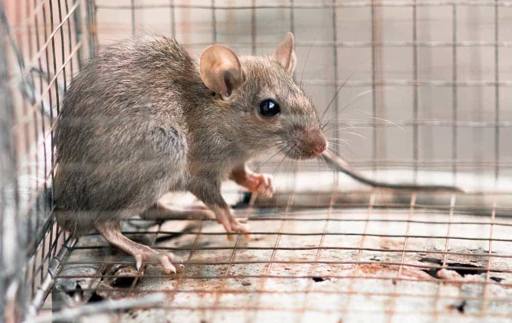 The Ultimate Guide to Rat Removal in Houston: Tips and Tricks for a Rodent-Free Home | TheAmberPost