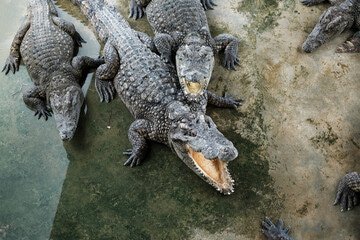 Backwoods Airboat Adventures: Alligator Adventure Tours for All Ages