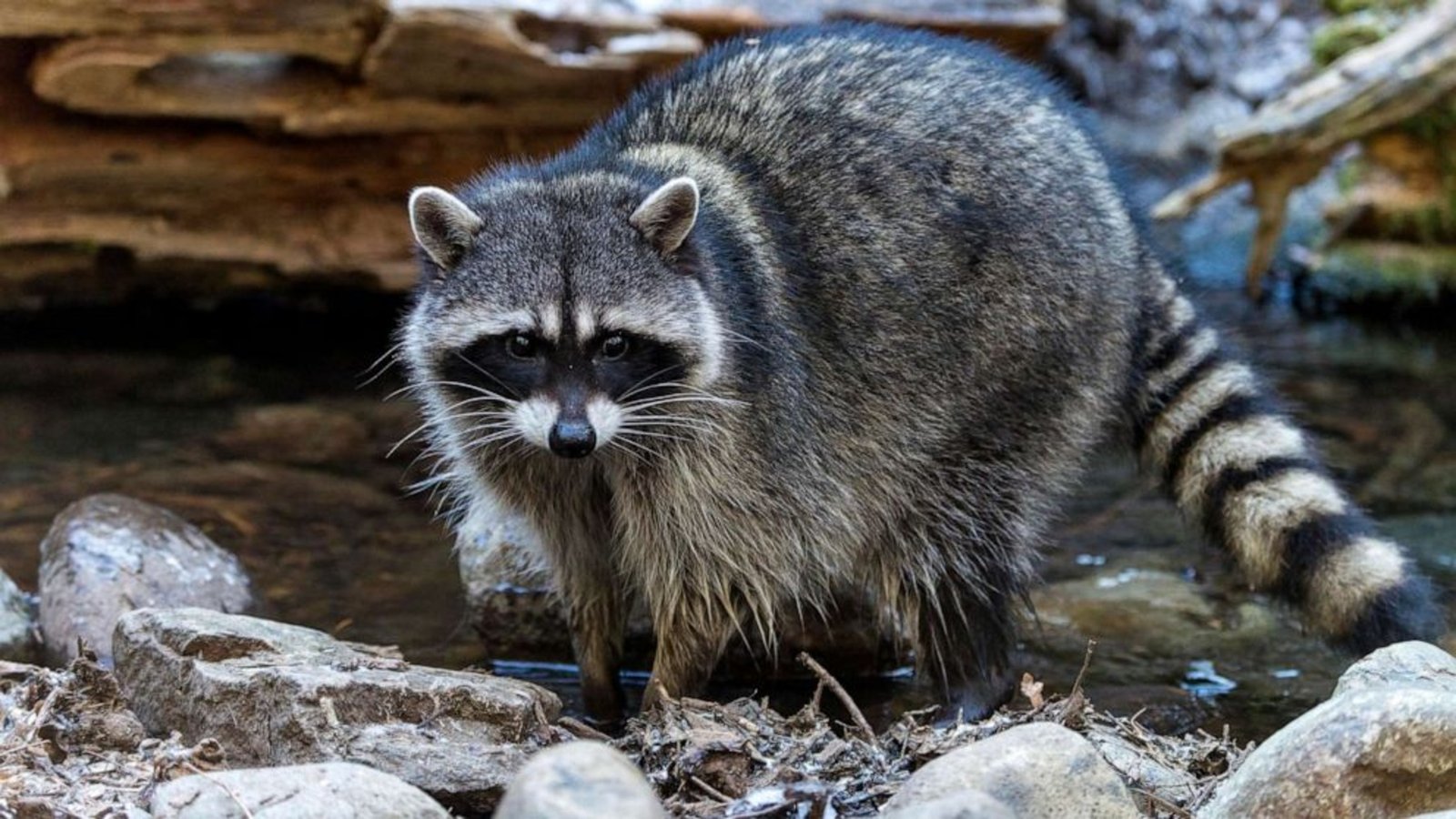 Understanding Raccoon Behavior for More Effective Removal - Your Hub for Creativity and Insights