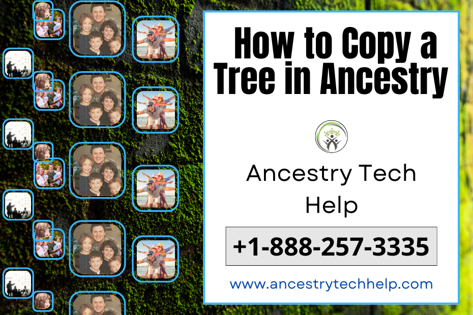 How to Copy a Tree in Ancestry