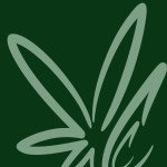 Cannabis Clones Profile Picture