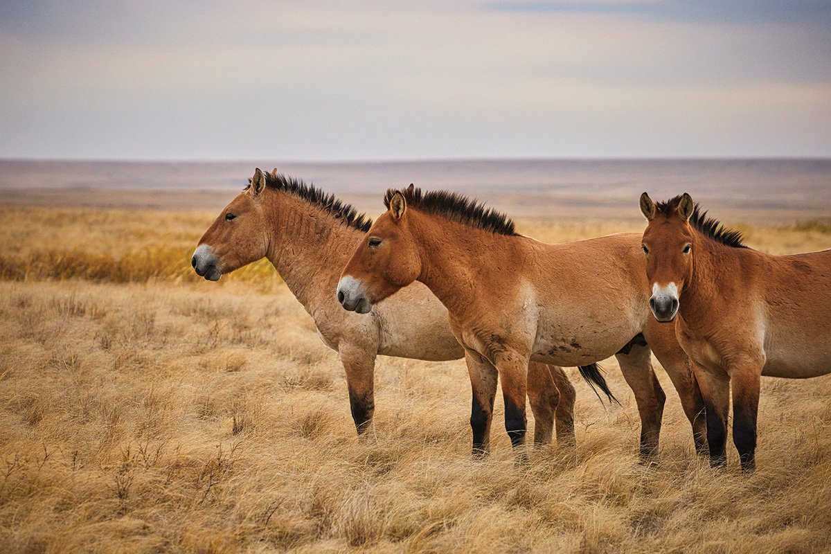 Preserving Przewalski’s Horse - Horse Illustrated